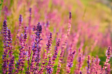 Naklejka premium Purple sage flowers blooms in the summer meadow.