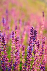 Purple sage flowers blooms in the summer meadow.