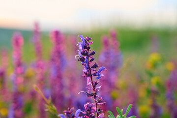 Obraz premium Purple sage flowers blooms in the summer meadow.
