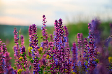 Purple sage flowers blooms in the summer meadow.