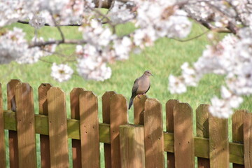 Obraz premium Mourning dove in Spring