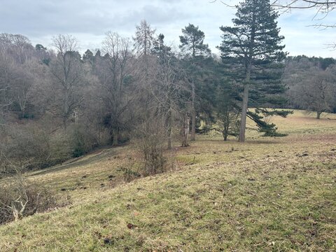 Trees in nature with scenic views