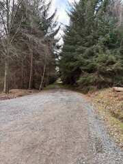 Trees in nature with scenic views
