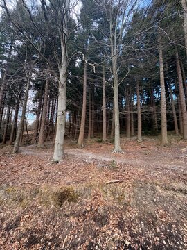 Trees in nature with scenic views