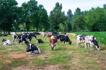 Herd of white black and brown cows grazing in the green meadows of Rooiaarde, Meerhout, Belgium