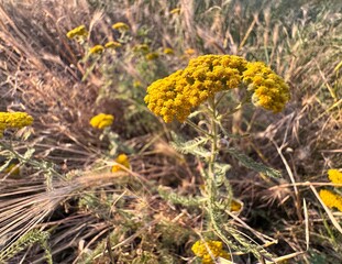 Yellow yarrow, Achillea millefolium, flowers in close up. Herbal militaris, lamprey flower. Yarrow (Achillea millefolium) blooms yellow. Tiny little golden flowers.
