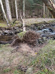 Trees in nature with scenic views