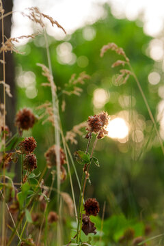 Dead clover flowers in the forest. Macro low angle shot.