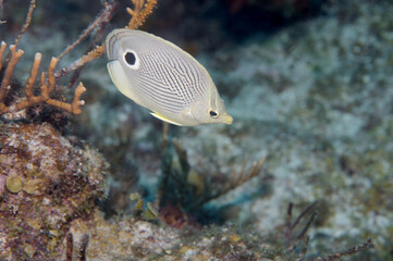 One Foureye Butterflyfish Chaetodon capistratus swimming over coral reef