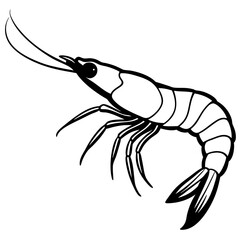 shrimp vector illustration