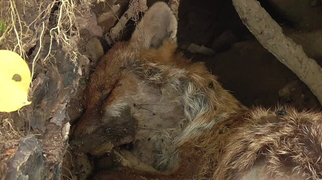 Dead Red Fox (Vulpes vulpes) Covered in Flies and Lying Rotting in a Woodland 