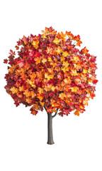 Vibrant maple tree in autumn nature png cutout with transparent background for creative designs