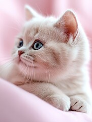 British Shorthair kitten with a chubby face and plush fur in a pastel pink backdrop, diffused light enhancing its features, evoking a soothing and tranquil ambiance.