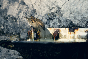 Sparrow drinking water from a rusty basin in the Alps mountains during early morning light