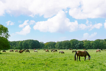 Large Group Of Horses Feeding In Open Countryside Field