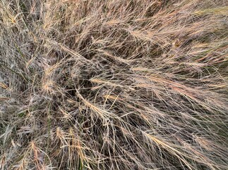 Medusahead (Taeniatherum caput-medusae) dry plant in forest. Dry medusahead grass background. Medusahead is a highly competitive grass. Taeniatherum is a genus of Eurasian and North African plants.
