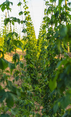 Hop vines climbing upwards in a plantation on a clear day during the summer