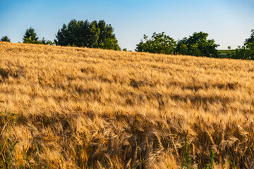 Golden rye growing in a field on a hillside during sunset