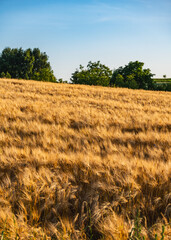 Golden rye growing in a field on a hillside during sunset