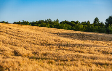 Fototapeta premium Golden rye growing in a field on a hillside during sunset