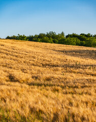 Golden rye growing in a field on a hillside during sunset