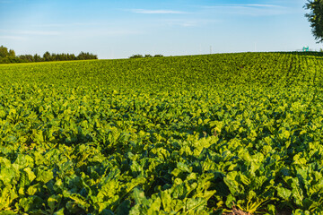 Sugar beets growing in a field during sunset in summer
