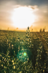 Close-up on oat seeds growing in a field against a sunset background