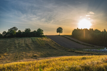 Rural landscape with fields and a single tree against a sunset background