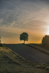 Rural landscape with fields and a single tree against a sunset background