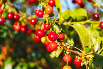 Close-up of red, juicy cherries growing on a tree in an orchard