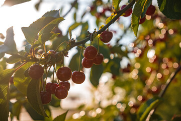 Close-up of red, juicy cherries growing on a tree in an orchard