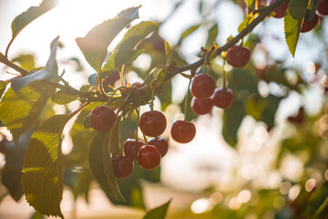 Close-up of red, juicy cherries growing on a tree in an orchard