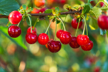 Close-up of red, juicy cherries growing on a tree in an orchard