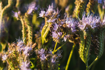 Phacelia tanacetifolia known as lacy phacelia growing in a field