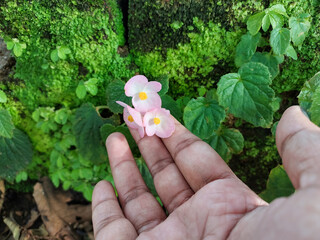 Hand showing small flowers blooming in garden, nature photography, natural gardening background, floral wallpaper