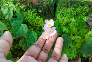 Hand showing small flowers blooming in garden, nature photography, natural gardening background, floral wallpaper