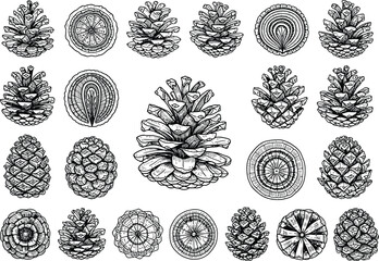 Collection of Detailed Pine Cone Illustrations Botanical Line Art Drawings