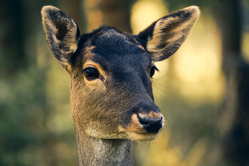 Close-up view of a deer in the serene Alps during the golden hour, showcasing nature's beauty and...
