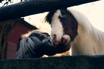 Majestic ponies interacting in the serene Austrian Alps during golden hour