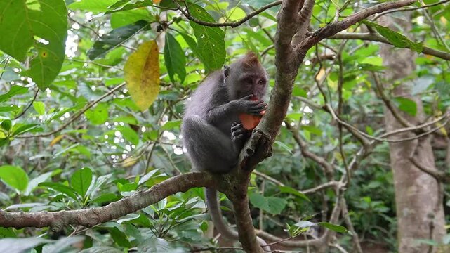 monkey in the jungle