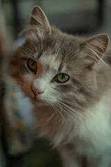portrait shy tabby cat with green eyes and soft fluffy fur 

