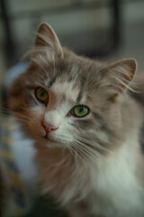 Portrait of outdoor stray tabby cat with focused expression
