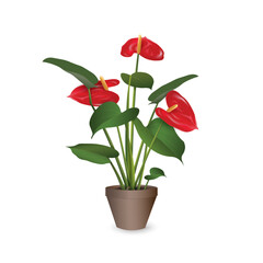 Anthurium with red inflorescences - tropical exotic plant in a plastic flower pot isolated on a white background close-up. Vector realistic image for room design project, plant shop advertising banner