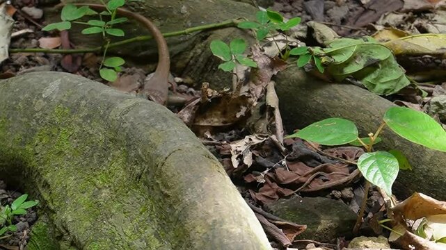 lizard