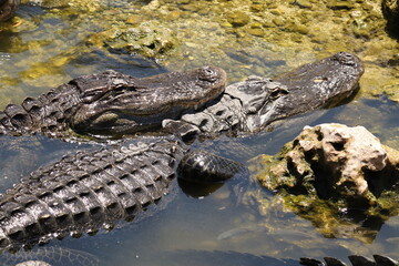 Snuggling Alligators