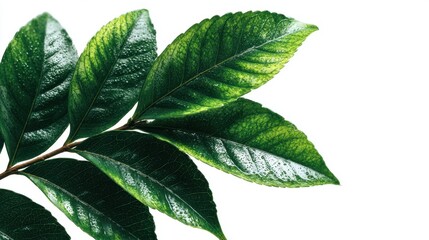 Close-up of a dried branch with copper colored leaves, showcasing intricate vein patterns and a minimal white background, suggesting autumn