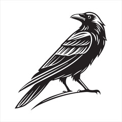 Fototapeta premium common blackbird vector illustration