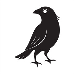 common blackbird vector illustration
