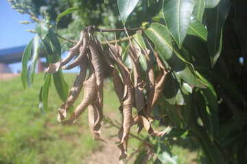 Leaf of the Past, Growth of the Future