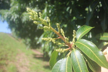 Branch of Blooming Mango, green leaves on a tree
